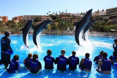 Encuentro con Delfines en San Jose del Cabo 